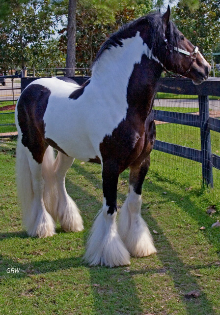 Bandon | Gypsy Vanner Stallion for Sale | Skewbald